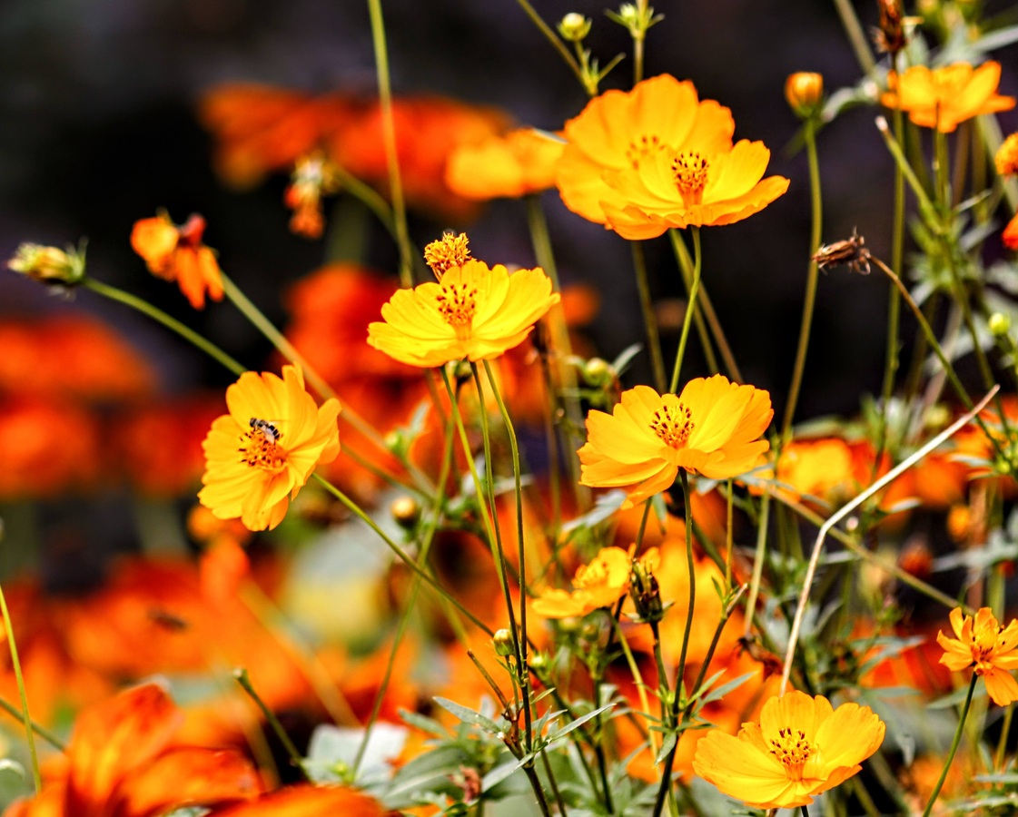 Flowers incorporating depth of field 